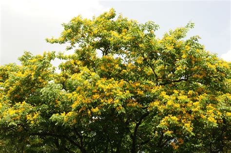 OUR PHILIPPINE TREES: It was Sunshine for a Day!