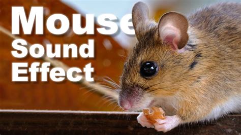 Mouse Sounds Effect No Copyright | gLOBALeARS - YouTube