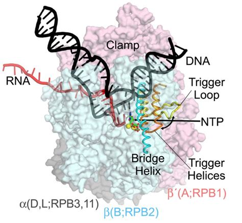 Rna Polymerase Structure And Function