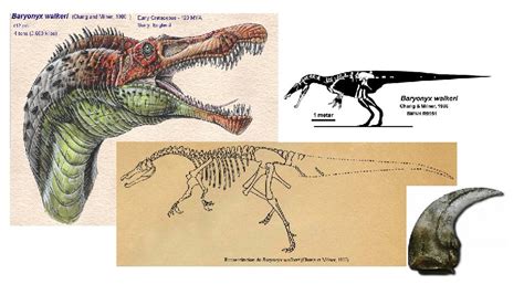 Baryonyx Pictures & Facts - The Dinosaur Database