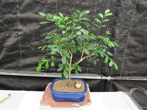 Flowering Orange Jasmine Bonsai Tree