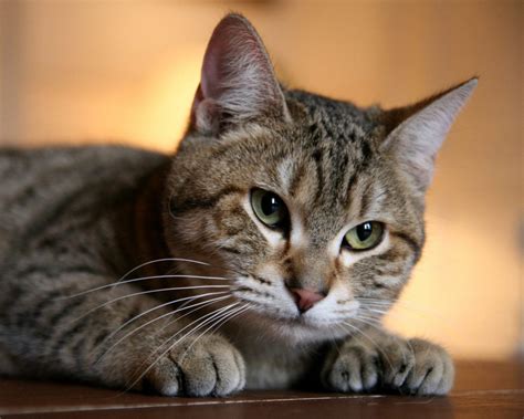 Top 10 best cat breeds in the world - Top 10