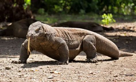 Dragón de Komodo: descubre a esta increíble criatura - Como Funciona Que