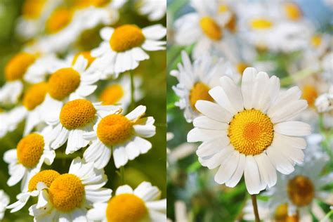 6 Things To Help Distinguish Between Feverfew vs Chamomile