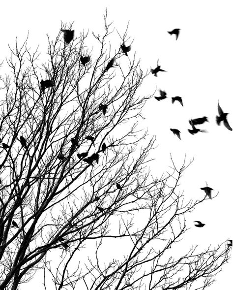 black and white birds on tree clipart 20 free Cliparts | Download images on Clipground 2024