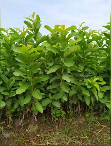 Hisar Safeda Amrud (Guava) Plants, For Fruits, Rs 100 /unit Balaji ...