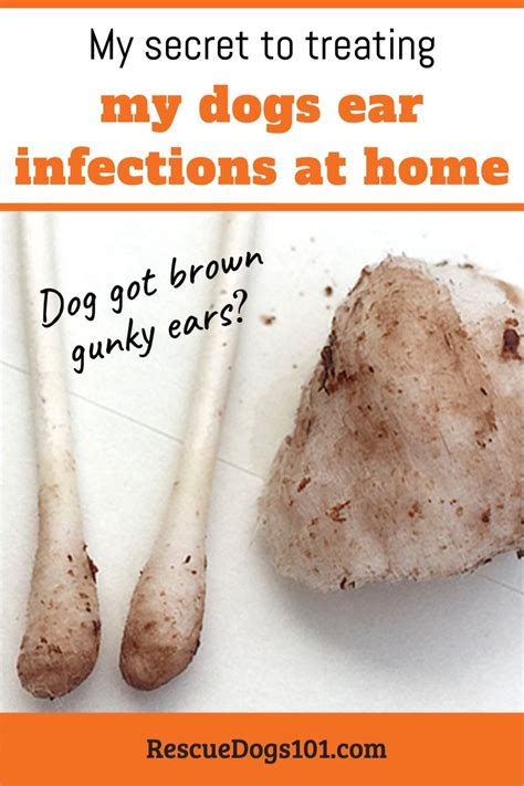 The Secret to Getting Rid of Ear Infections in Your Dog at Home | Dogs ...