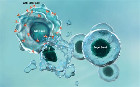 B-Cell Differentiation | Research | BMS Science | HCP Site