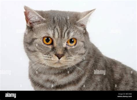 British Shorthair Cat blue silver tabby Stock Photo: 24007424 - Alamy