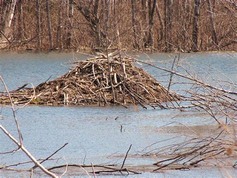 Beaver House Photograph by Gordon P Glew