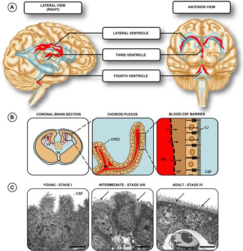 Frontiers | Development of the choroid plexus and blood-CSF barrier