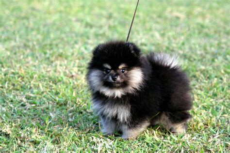 Black and white Pomeranian - My Doggy Rocks