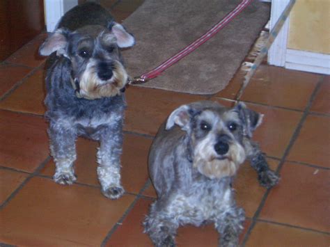 SCHNAUZER RESCUE