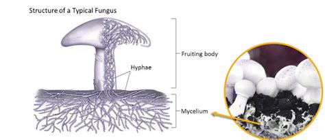 Fungi Hyphae & mycelium, Fungi Growth and Fungi Reproduction