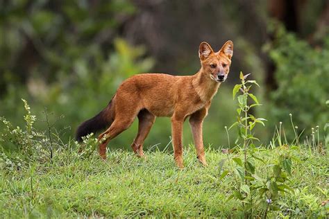 The Dhole: unveiling the Indian Wild Dog