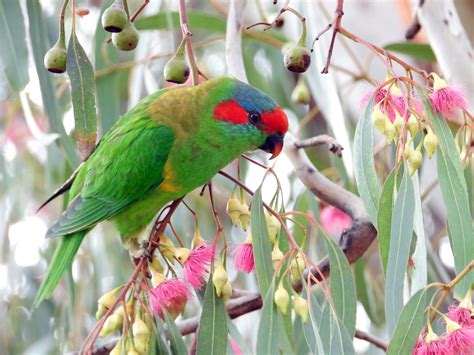 Musk Lorikeet - Mary Mulholland Photography