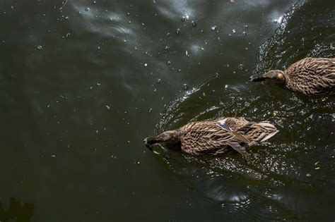 Premium Photo | Wild ducks swimming in the pond