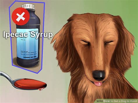 How to Get a Dog to Vomit: 15 Steps (with Pictures) - wikiHow