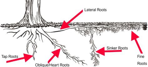 Tree Root System Types