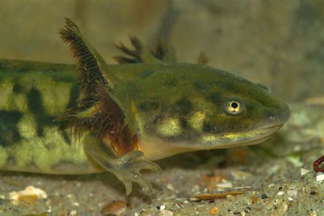 Barred tiger salamander larvae - Ambystoma mavortium by Henk Wallays on YouPic