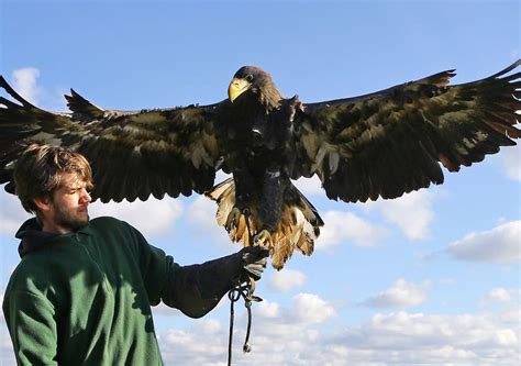 Steller's Sea Eagle v White-tailed Sea Eagle - Carnivora