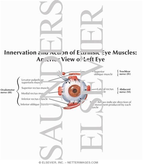 Innervation and Action of Extrinsic Eye Muscles: Anterior View of Left Eye