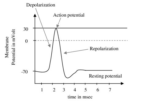 Action Potential Diagram