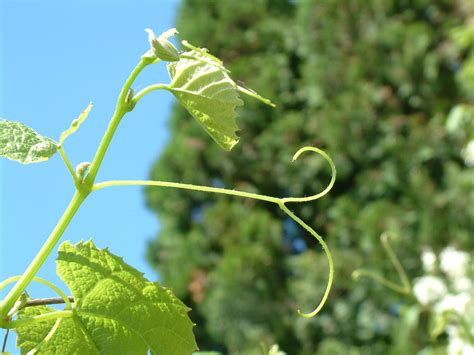 Grape Leaf Tendril by lifeseeker on DeviantArt