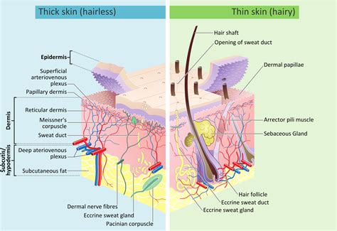 Skin aging — AYUB R&D