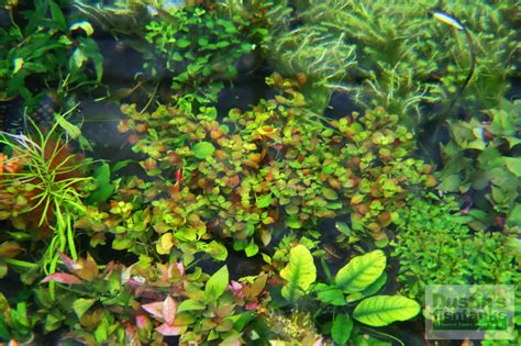 Ludwigia Repens (Absolutely Stunning Aquarium Plant) – DustinsFishtanks