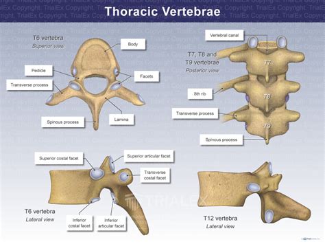 Thoracic Vertebrae - TrialQuest Inc.