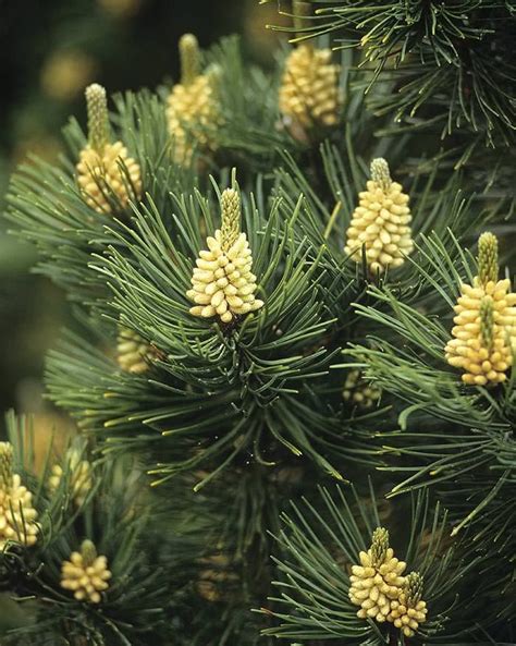 Dwarf Conifers for Landscaping - Paramount Plants UK | Dwarf conifers, Conifers, Plants uk