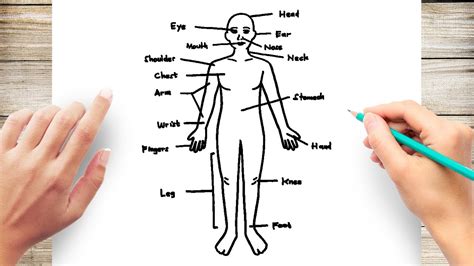 Beringova úžina stehno plešatý human body map pedagogika polkruh úder