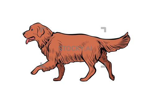 Golden Retriever Dog Vector at Vectorified.com | Collection of Golden Retriever Dog Vector free ...