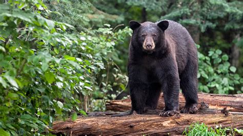 Black bear kills Minnesota woman in Ontario: Attacks not common