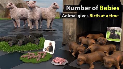 Animal birth comparison | which animal give most birth? - YouTube