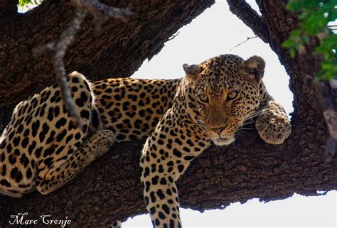 Kruger National Park — Destination: Wildlife™