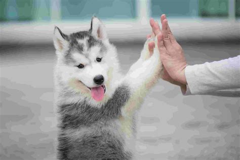 how to teach your dog to high five Archives | Dogs Lovers Blog