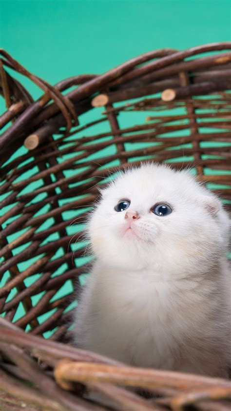 White cat Wallpaper 4K, Kitty, Basket, Puppy