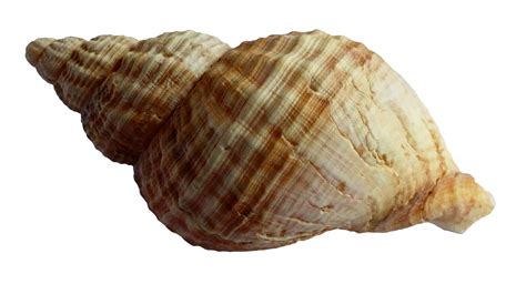 Sea Ocean Shell PNG Image - PurePNG | Free transparent CC0 PNG Image Library