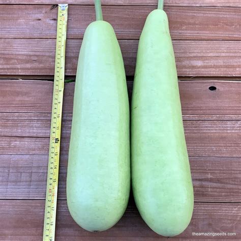 Edible Long bottle gourd seeds /Asian Indian Opo Squash/Dudi/calabash/ – The Amazing Seeds