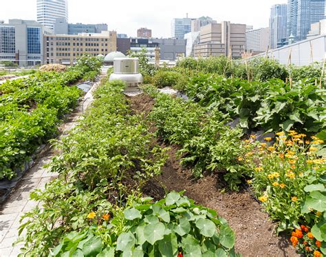 Urban Farming Is the Next Big Thing, Here’s Why | Impact Collective