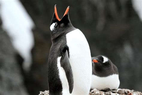 Gentoo Penguin Facts - CRITTERFACTS