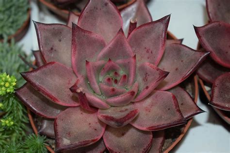 19 Types of Mini Succulents (With Pictures) | House Grail