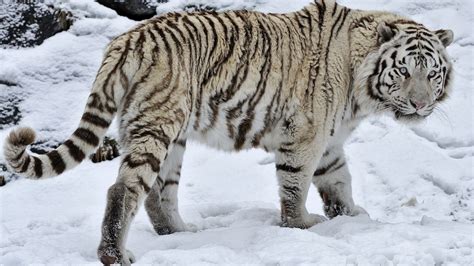 Tigers, White, HD Wallpaper | Rare Gallery