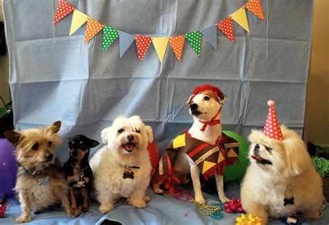 Daydreamer, Creator, DIY Extraordinaire: Dog Birthday Party!