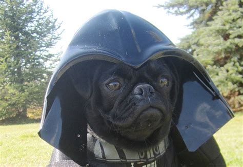 18 Costumes That Prove Pugs Always Win At Halloween