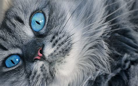 Persian Cat close-up, gray cat, blue eyes, fluffy cat, cats, domestic ...