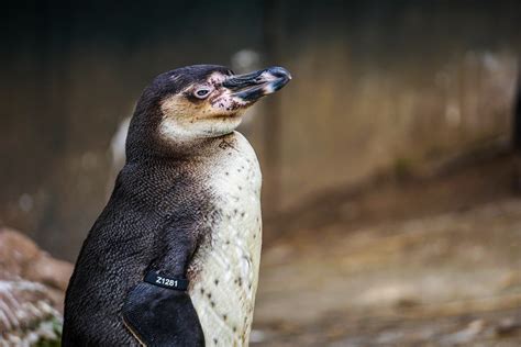 Penguin | Matt Barber | Flickr