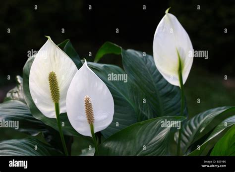 White Peace lily Spathiphyllum flowers houseplants close up closeup Stock Photo: 18570916 - Alamy